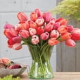 thumbnail image 4 of Member's Mark Tulip Purple and Pink Blend Dormant Bulbs, 40pk, 4 of 8
