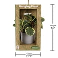 thumbnail image 4 of 5" Premium Foliage Hanging Pot, 4 of 5