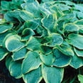 thumbnail image 4 of Member's Mark Hosta Combo Christmas Tree & Paul's Glory Dormant Bulbs, 6pk, 4 of 9