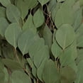 thumbnail image 3 of Member's Mark Diamond Silver Dollar Eucalyptus 40 stems, 3 of 5