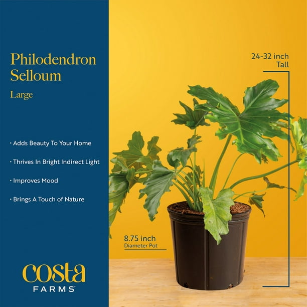 robusta sansevieria Sansevieria Robusta