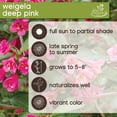 thumbnail image 7 of Member's Mark Buddleia & Weigela Butterfly Bush Blue & Weigela Deep Pink Dormant Bulbs, 2pk, 7 of 9
