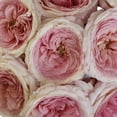 thumbnail image 3 of Member's Mark Garden Roses, 36 stems, Choose color variety, 3 of 6