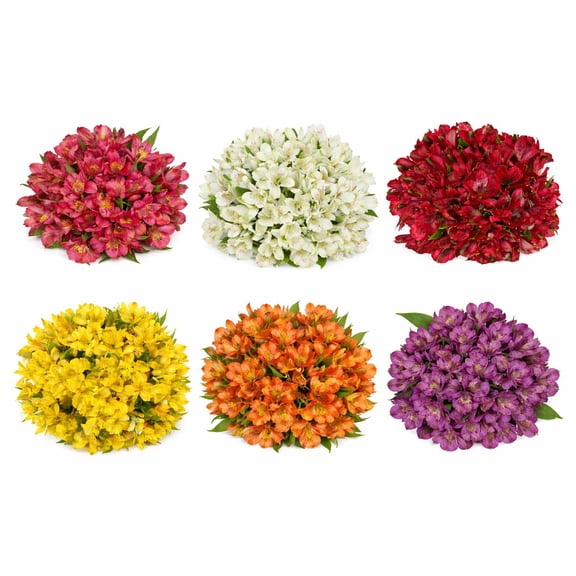 Member's Mark Alstroemeria, 10 stems, color and variety may vary