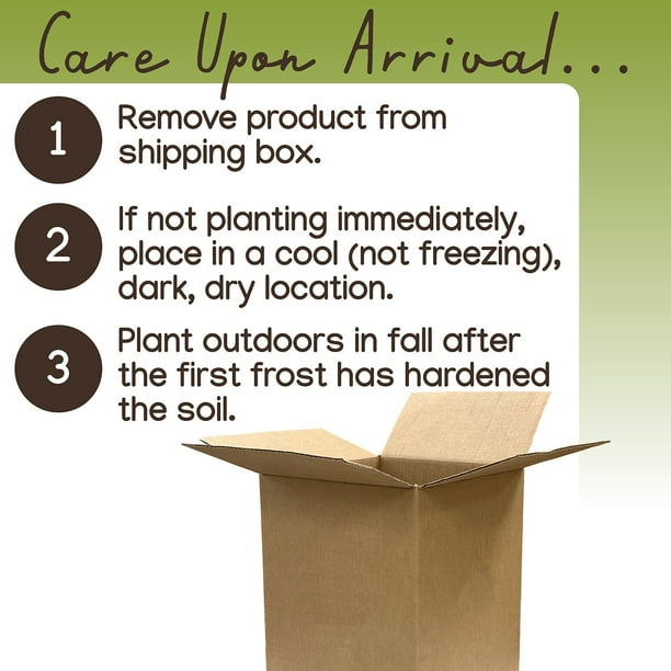 iRiS PREMIUM milk10個 Member's Mark Dutch Iris Blend Dormant Bulbs, 80pk