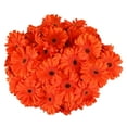 thumbnail image 2 of Member's Mark Gerbera Daisies, choose color and stem count, 2 of 4
