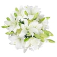 thumbnail image 1 of Member's Mark LA Hybrid Lilies, choose color and stem count, 1 of 8