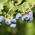 thumbnail image 2 of Tifblue Blueberry Plant, 2 of 2