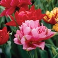 thumbnail image 4 of Member's Mark Tulip Double Early Blend Dormant Bulbs, 30pk, 4 of 10