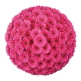 thumbnail image 1 of Member's Mark Gerbera Daisies, choose color and stem count, 1 of 7