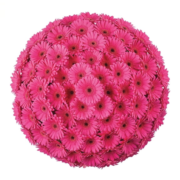 Member's Mark Gerbera Daisies, choose color and stem count