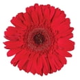 thumbnail image 4 of Member's Mark Gerbera Daisies, choose color and stem count, 4 of 8