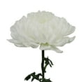 thumbnail image 1 of Member's Mark Football Mums, Choose color and stem count, 1 of 2