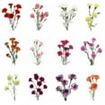thumbnail image 3 of Member's Mark Mini Carnation, Assorted, 20 stems, 3 of 5