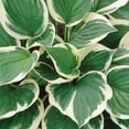 thumbnail image 4 of Member's Mark Hosta Minuteman Dormant Bulbs, 7pk, 4 of 9