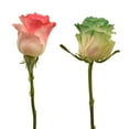 thumbnail image 4 of Member's Mark Illusion Roses, 96 stems, Choose color variety, 4 of 7