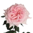 thumbnail image 3 of Member's Mark Garden Roses, 36 stems, Choose color variety, 3 of 6