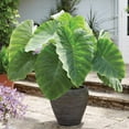 thumbnail image 5 of Member's Mark Elephant Ear Dormant Bulbs, 8pk, 5 of 9
