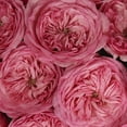 thumbnail image 3 of Member's Mark Garden Roses, 36 stems, Choose color variety, 3 of 6