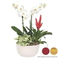 thumbnail image 2 of Live Assorted 10" Phaelenopsis Orchid in Ceramic Pot, Duo, 2 of 6