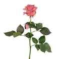 thumbnail image 4 of Member's Mark Farm Fresh Velvet Roses, choose color and stem count, 4 of 9