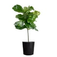 thumbnail image 1 of Costa Farms 10" Ficus Standard Plant in Decorative Pot, 1 of 6
