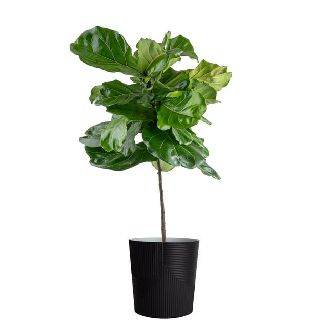 Costa Farms 10" Ficus Standard Plant in Decorative Pot