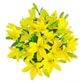 thumbnail image 1 of Member's Mark LA Hybrid Lilies, choose color and stem count, 1 of 8