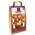 thumbnail image 1 of Member's Mark Tulip Lily Flowering Blend Dormant Bulbs, 30pk, 1 of 9