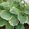 thumbnail image 4 of Member's Mark Hosta Combo Pizzazz & August Moon Dormant Bulbs, 6pk, 4 of 9