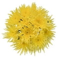 thumbnail image 4 of Member's Mark Mums Medley, 10 stems, color and variety may vary, 4 of 9