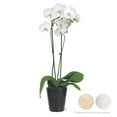 thumbnail image 2 of Live Assorted 5" Orchid in Ceramic Pot, 2 of 6