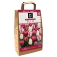 thumbnail image 1 of Member's Mark Tulip Pink Flamenco Blend Dormant Bulbs, 30pk, 1 of 9