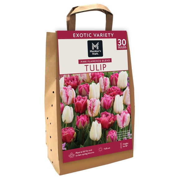 Member's Mark Tulip Pink Flamenco Blend Dormant Bulbs, 30pk
