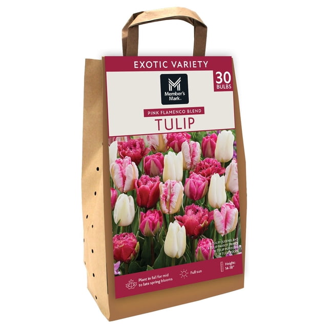Member's Mark Tulip Pink Flamenco Blend Dormant Bulbs, 30pk