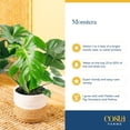 thumbnail image 6 of Costa Farms Live 10" Monstera in Decorative Pot, 6 of 6