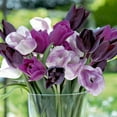 thumbnail image 5 of Member's Mark Tulip Color Me Purple Dormant Bulbs, 32pk, 5 of 9