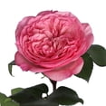 thumbnail image 3 of Member's Mark Garden Roses, 36 stems, Choose color variety, 3 of 6