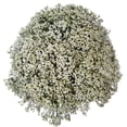 thumbnail image 1 of Member's Mark Limonium, 60 Stems, choose color, 1 of 6