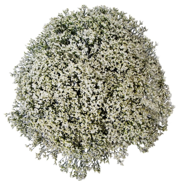 Member's Mark Limonium, 60 Stems, choose color