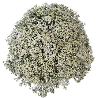 Member's Mark Limonium, 60 Stems, choose color
