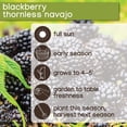 thumbnail image 7 of Member's Mark Blackberry Thornless, 2pk, 7 of 10
