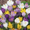 thumbnail image 3 of Member's Mark Crocus Mix Dormant Bulbs, 75pk, 3 of 9