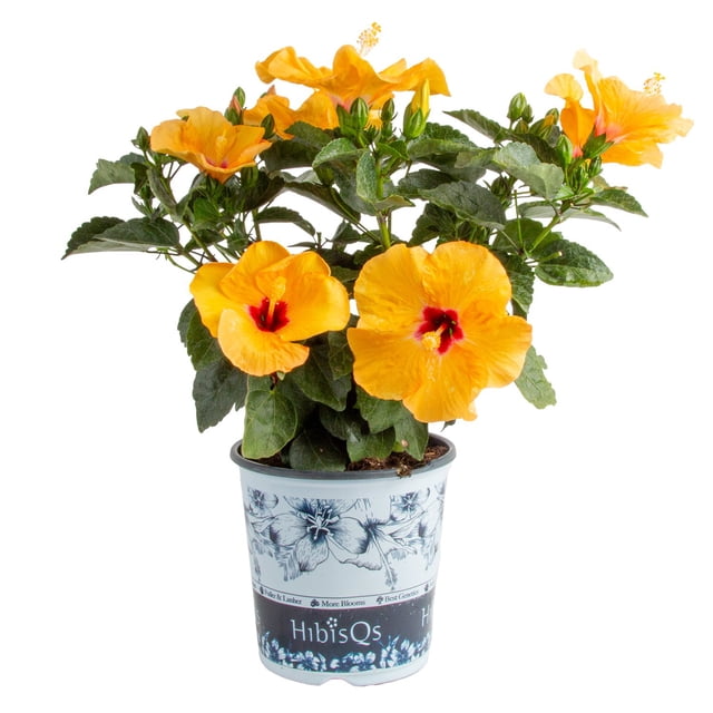 Costa Farms 1-Gallon Tropical Hibiscus Premium HibisQs
