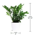 thumbnail image 5 of Live 8" ZZ Plant in Ceramic Pot, 5 of 5