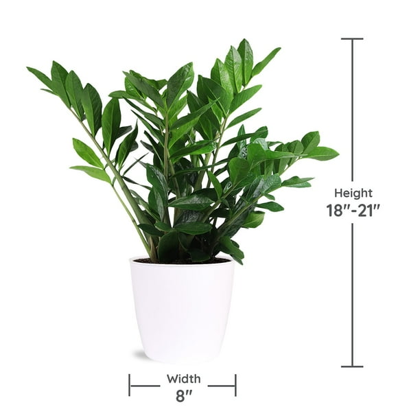 spider leaf plant Spider Plant | Chlorophytum Comosum | Easy Care Pet Friendly Houseplants  for Delivery main image 1