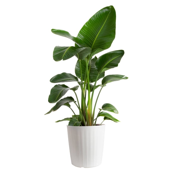 Costa Farms Live 10" Bird of Paradise in Decorative Pot