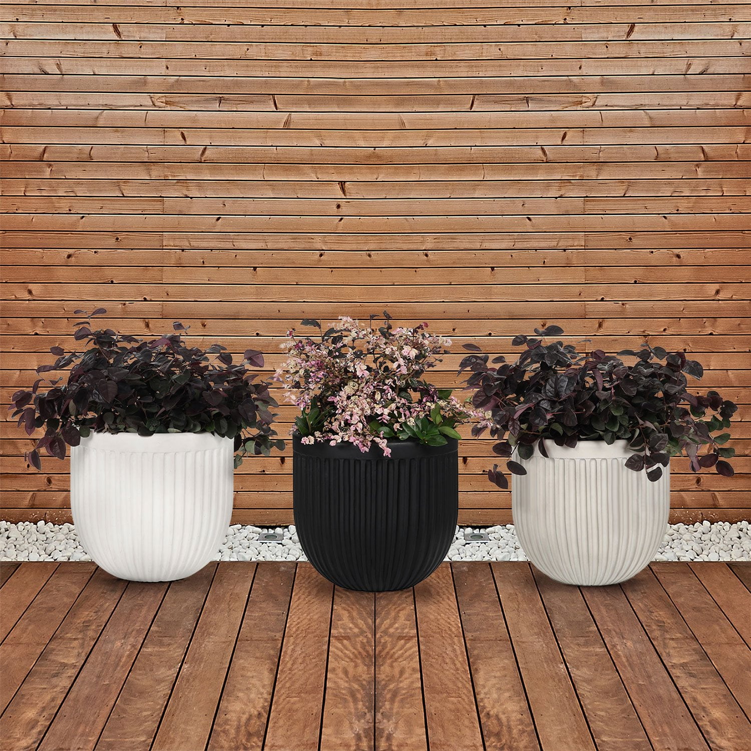 succulent plants in white pots Mini Succulent in a White Pot – Elora St. Flowers