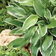 thumbnail image 5 of Member's Mark Hosta Albomarginata Dormant Bulbs, 8pk, 5 of 9
