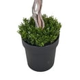 thumbnail image 2 of Faux 5' Triple Ball Topiary in Black Grower's Pot, 2 of 6
